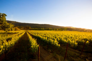 Sunset photo over the vineyard